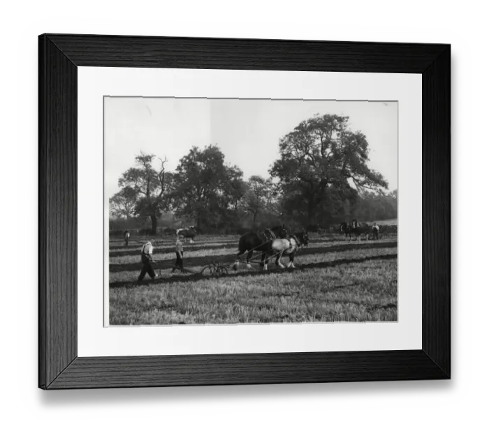 Framed Print : Brailsford ploughing match 15th October 1961 Framed Print : Brailsford ploughing match 15th October 1961