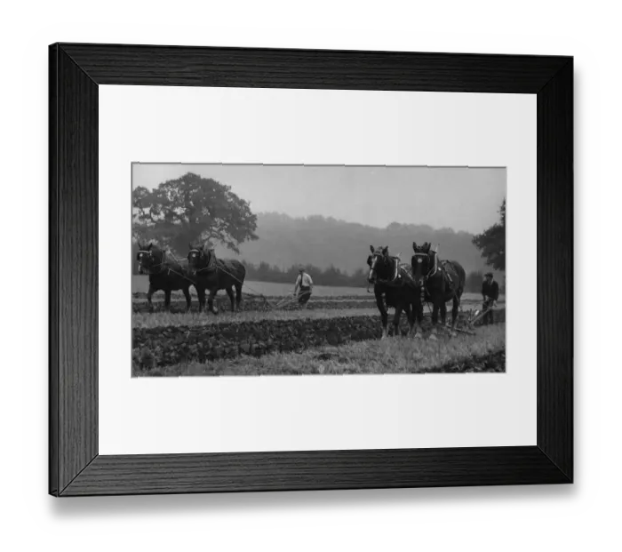 Framed Print : Brailsford ploughing match 15th October 1970