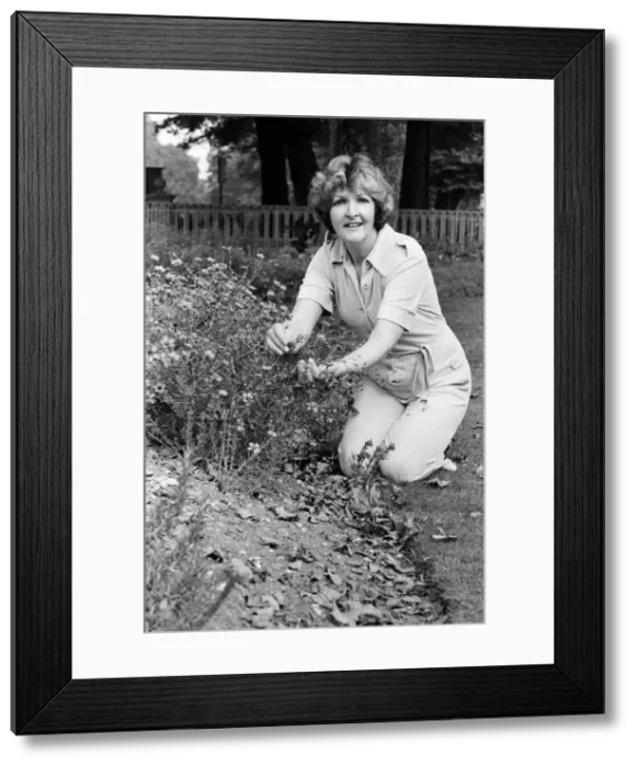 Framed Print : Actress Penelope Keith doing some gardening. 25th September 1985