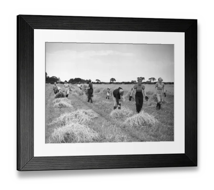 Framed Print : Members of the Women Land Army (WLA) harvesting in the English countryside during Framed Print : Members of the Women Land Army (WLA) harvesting in the English countryside during