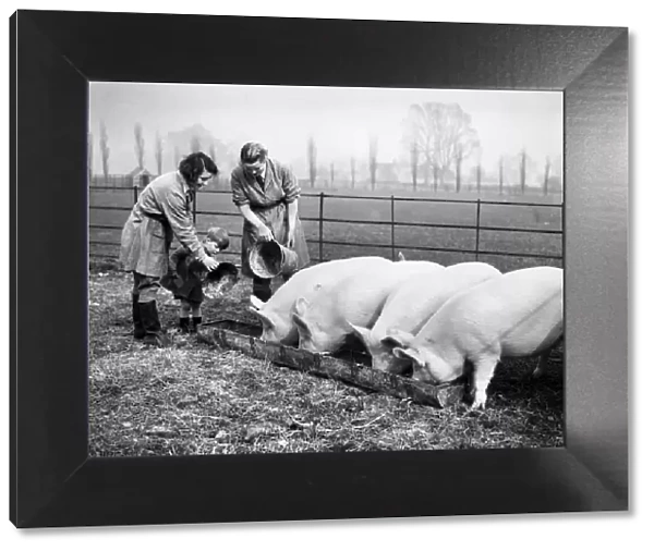 Two members of the Womens Land Army (WLA) at work feeding pigs on a farm in England