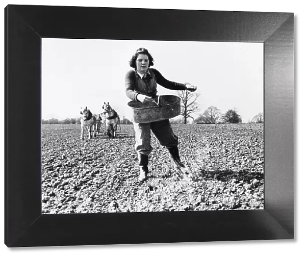 Land Army girl sowing seed by broadcast method on a farm in North Hampshire