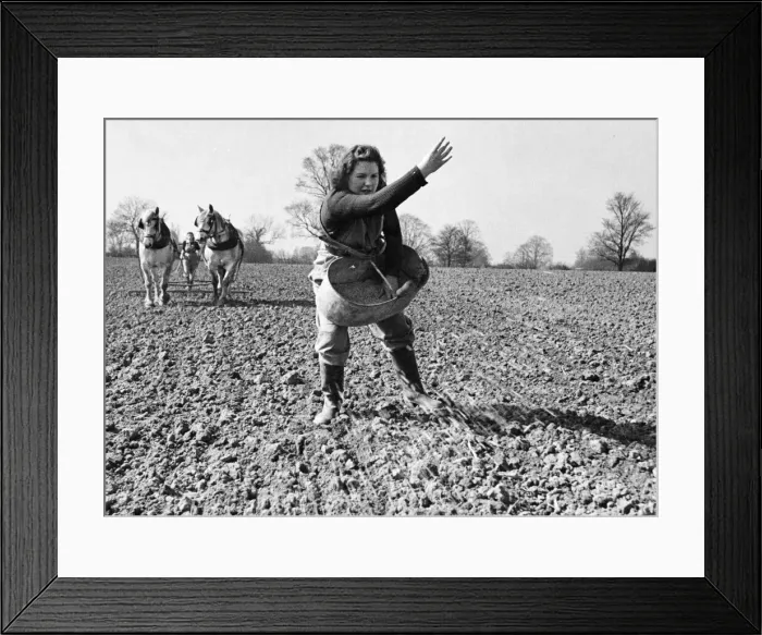 Framed Print : Land Army girl sowing seed by broadcast method on a farm in North Hampshire