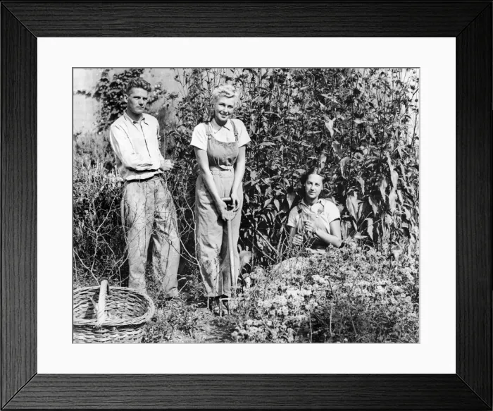 Framed Print : Recruits of the Womens Land Army get work in the fields near Torquay Framed Print : Recruits of the Womens Land Army get work in the fields near Torquay