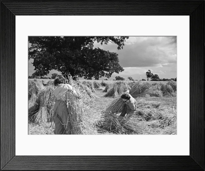 Framed Print : Members of the Women Land Army (WLA) at work on a farm in Hertfordshire Framed Print : Members of the Women Land Army (WLA) at work on a farm in Hertfordshire
