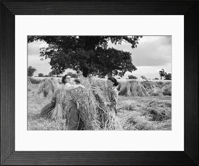 Framed Print : Members of the Women Land Army (WLA) at work on a farm in Hertfordshire Framed Print : Members of the Women Land Army (WLA) at work on a farm in Hertfordshire