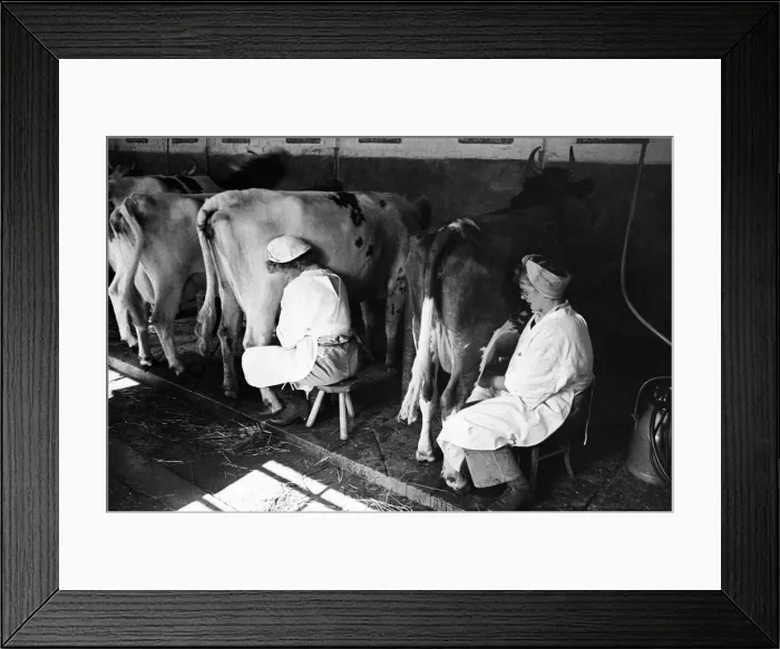 Framed Print : Members of the Women Land Army (WLA) at work using mechanical milkers for the cows on a Framed Print : Members of the Women Land Army (WLA) at work using mechanical milkers for the cows on a