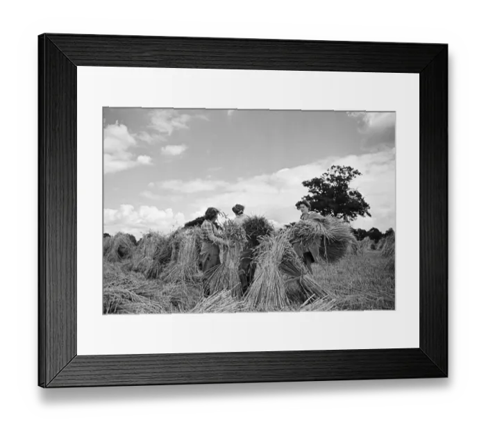Framed Print : Members of the Women Land Army (WLA) at work on a farm in Hertfordshire