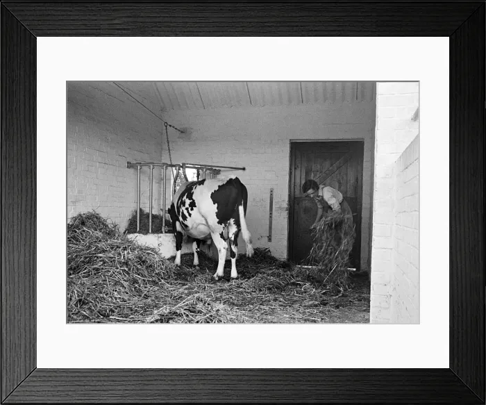 Framed Print : Members of the Women Land Army (WLA) at work on a farm in Hertfordshire Framed Print : Members of the Women Land Army (WLA) at work on a farm in Hertfordshire