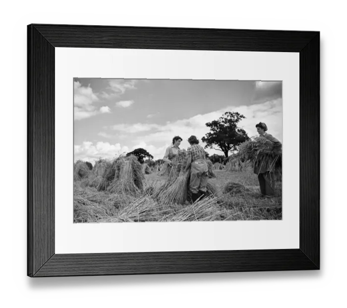 Framed Print : Members of the Women Land Army (WLA) at work on a farm in Hertfordshire