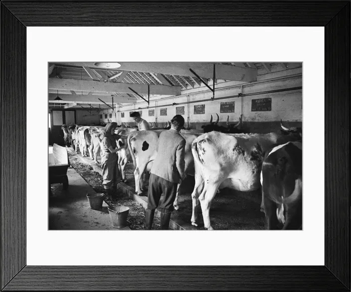 Framed Print : Members of the Women Land Army (WLA) at work using mechanical milkers for the cows on a Framed Print : Members of the Women Land Army (WLA) at work using mechanical milkers for the cows on a