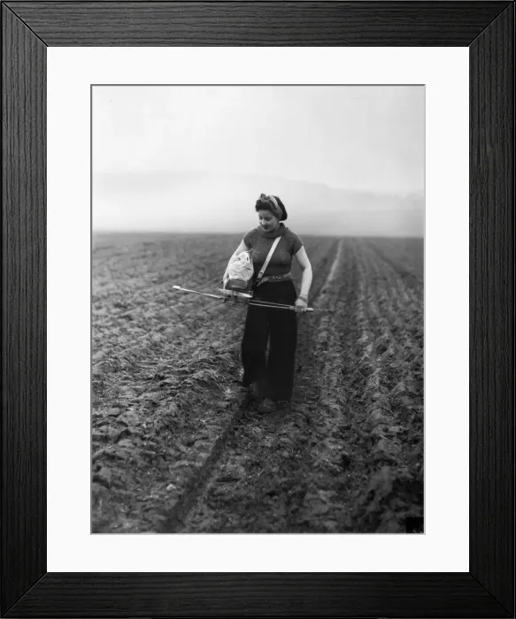 Framed Print : Members of the Women Land Army (WLA) sowing seeds by the old fashioned Fiddle method in