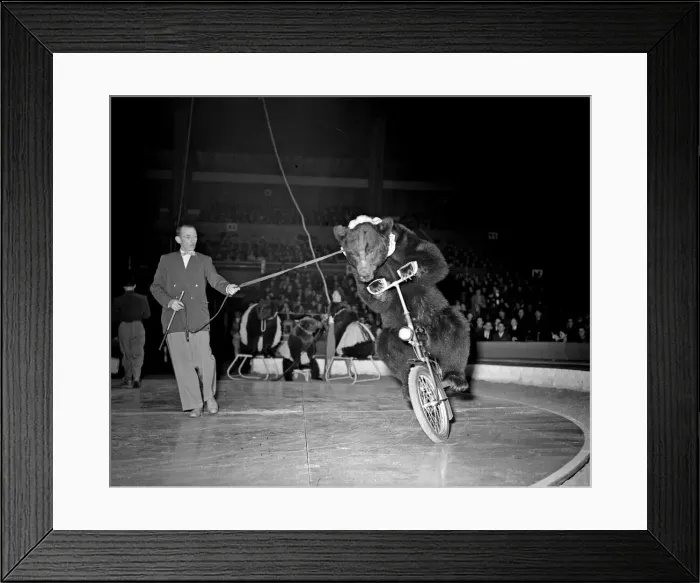 Framed Print : At Bertram Mills Circus, Olympia, thousands of children roared their delight as Kane Framed Print : At Bertram Mills Circus, Olympia, thousands of children roared their delight as Kane