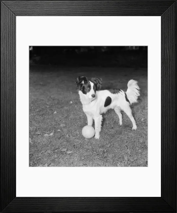 Framed Print : Pickles the dog, a Mixed Breed Collie, who found the missing World Cup last night Framed Print : Pickles the dog, a Mixed Breed Collie, who found the missing World Cup last night