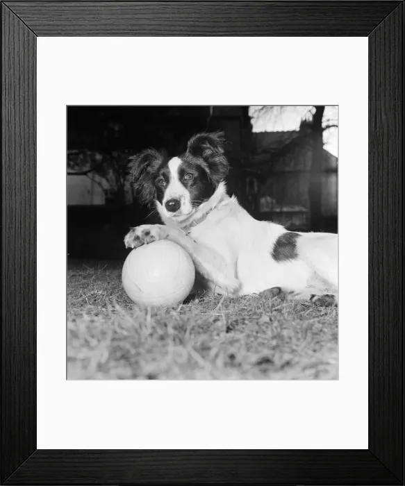 Framed Print : Pickles the dog, a Mixed Breed Collie, who found the missing World Cup last night