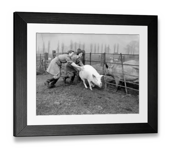 Framed Print : Scenes in rural England during World War Two Girls of the Womens Land Army try to Framed Print : Scenes in rural England during World War Two Girls of the Womens Land Army try to