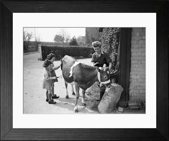 Framed Print : Members of the Women Land Army (WLA) giving a Jersey calf a brush down at Blackalls Farm Framed Print : Members of the Women Land Army (WLA) giving a Jersey calf a brush down at Blackalls Farm