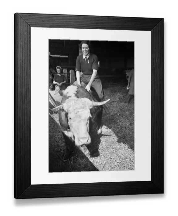 Framed Print : Members of the Women Land Army (WLA) giving a Jersey calf a brush down at Blackalls Farm Framed Print : Members of the Women Land Army (WLA) giving a Jersey calf a brush down at Blackalls Farm