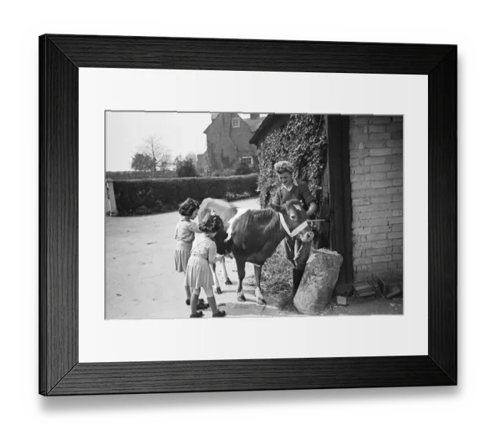 Framed Print : Members of the Women Land Army (WLA) giving a Jersey calf a brush down at Blackalls Farm Framed Print : Members of the Women Land Army (WLA) giving a Jersey calf a brush down at Blackalls Farm