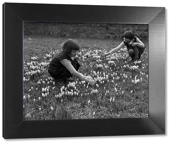 Children picking crocus flowers in the woods. Circa 1948