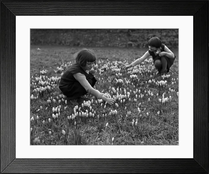 Framed Print : Children picking crocus flowers in the woods. Circa 1948 Framed Print : Children picking crocus flowers in the woods. Circa 1948