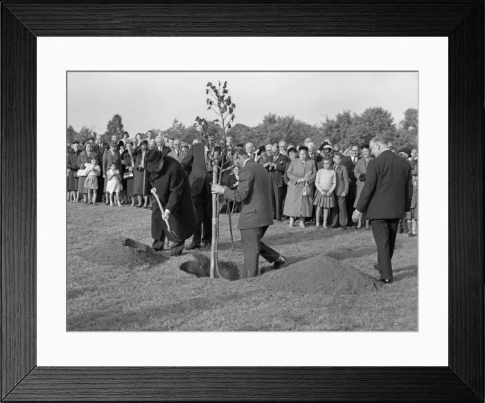 Framed Print : Former Prime Minister Winston Churchill (left) planting an oak tree to inaugurate work Framed Print : Former Prime Minister Winston Churchill (left) planting an oak tree to inaugurate work