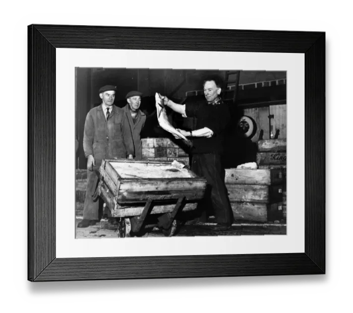 Framed Print : Mr Lal Summerton (right) of Kensington, Liverpool, holds up a large Hake which was part Framed Print : Mr Lal Summerton (right) of Kensington, Liverpool, holds up a large Hake which was part