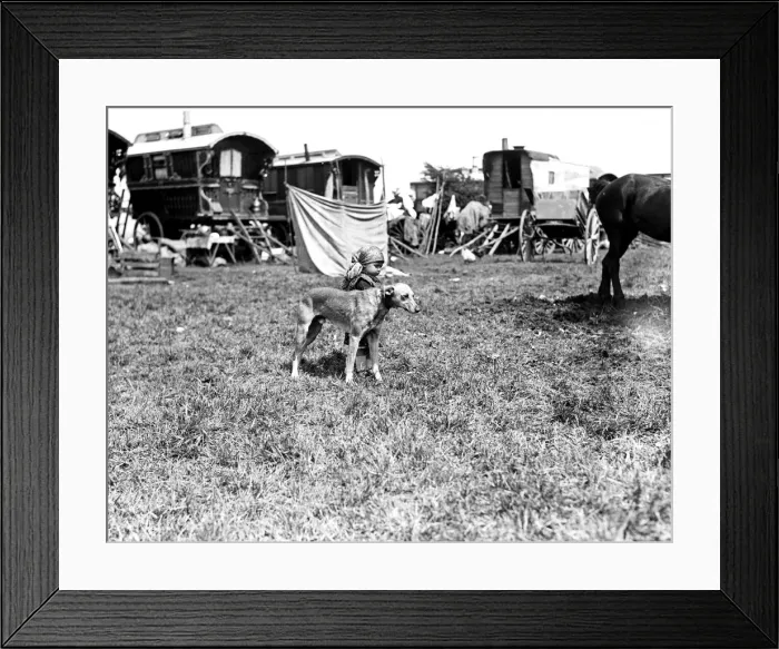 Framed Print : Gipsy child and pet dog at Epsom Downs, Surrey. 1932 Framed Print : Gipsy child and pet dog at Epsom Downs, Surrey. 1932