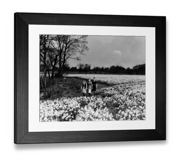 Framed Print : Hale meadow carpeted in Daffodils, near Liverpool. 17th April 1959