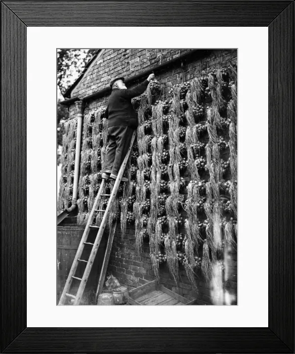 Framed Print : A curious effect caused by the old fashioned method of hanging out onions for the Framed Print : A curious effect caused by the old fashioned method of hanging out onions for the