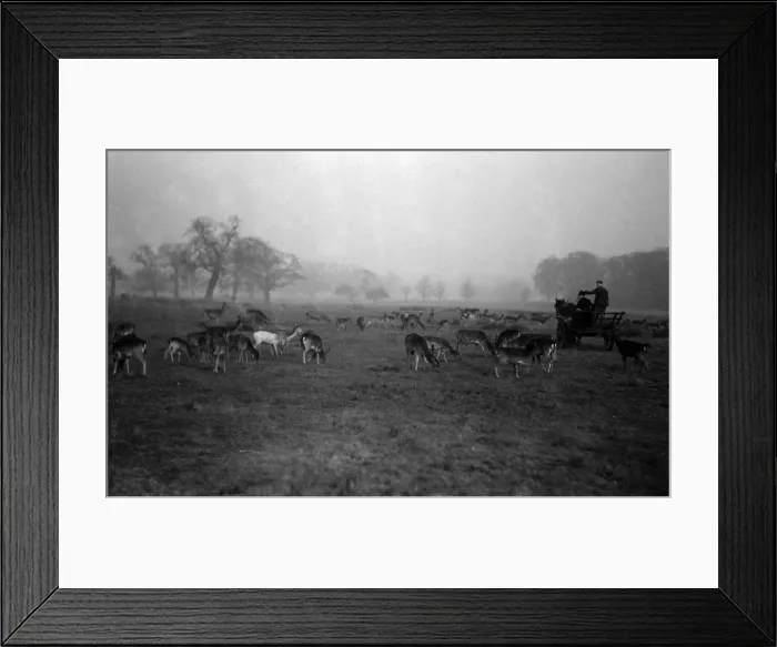 Framed Print : Feeding deer in Richmond Park, London. December 1932 Framed Print : Feeding deer in Richmond Park, London. December 1932