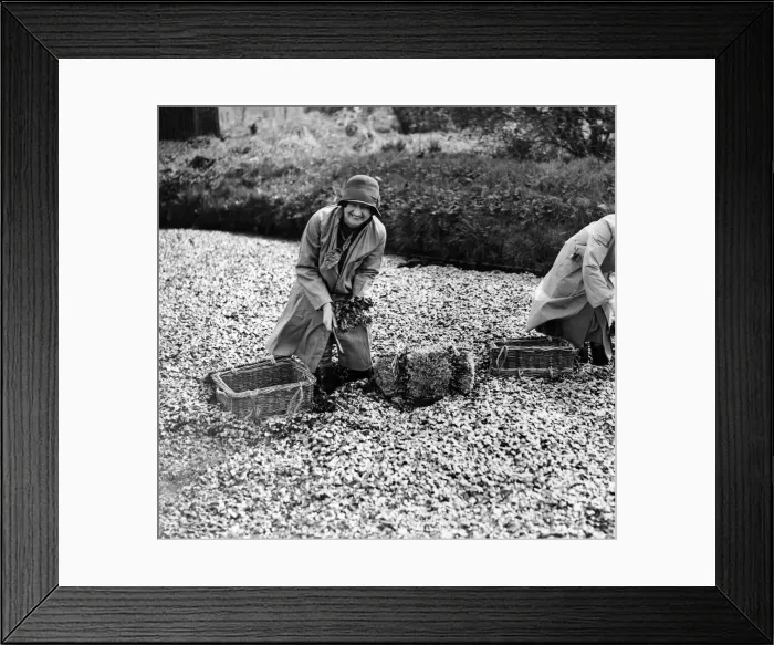 Framed Print : Water-cress time at Cassiobridge. Now is the time of year when watercress is at its best Framed Print : Water-cress time at Cassiobridge. Now is the time of year when watercress is at its best