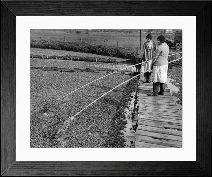 Framed Print : Watercress time. Now is the time of year when watercress is at its best
