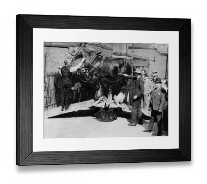 Framed Print : Samson strong man with Shire horse across his chest. 9th September 1924 Framed Print : Samson strong man with Shire horse across his chest. 9th September 1924