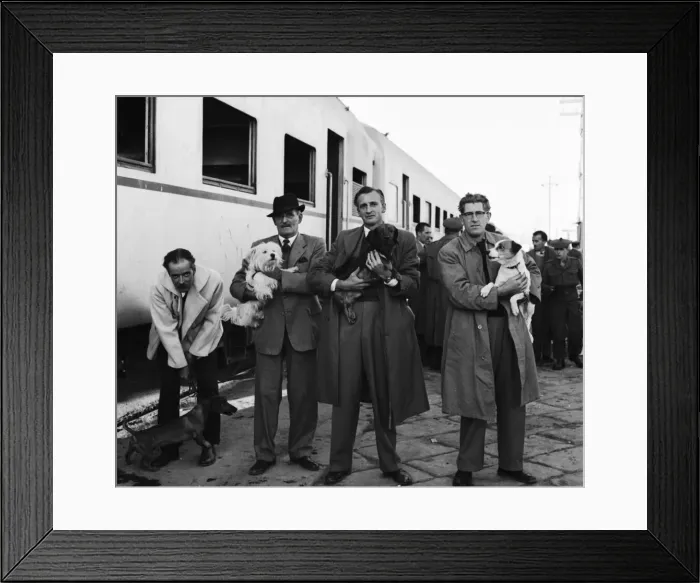 Framed Print : Suez Crisis 1956 British evacuees with their dogs at Port Said wait to board Framed Print : Suez Crisis 1956 British evacuees with their dogs at Port Said wait to board