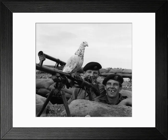 Framed Print : Suez Crisis 1956 British soldiers Peter Hawley (left) and Harry Perkins