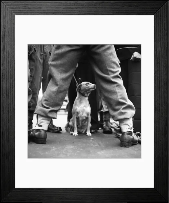 Framed Print : Suez Crisis 1956 Commandos on the flight deck of the Aircraft Carrier HMS Ocean Framed Print : Suez Crisis 1956 Commandos on the flight deck of the Aircraft Carrier HMS Ocean