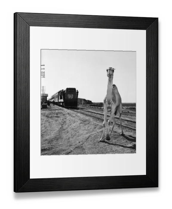 Framed Print : Suez Crisis 1956 A startled camel backs away as a UNO troop train arrives in Port Framed Print : Suez Crisis 1956 A startled camel backs away as a UNO troop train arrives in Port