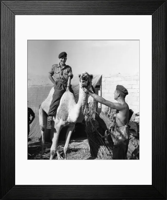 Framed Print : Suez Crisis 1956 Gunner William Graham of a Paratroop Artillery Unit near the front