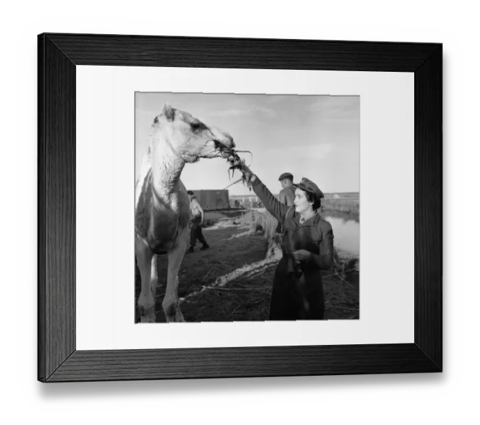 Framed Print : Suez Crisis 1956 Lieutenant Rita Kelly makes friends with a local at El Tina Framed Print : Suez Crisis 1956 Lieutenant Rita Kelly makes friends with a local at El Tina