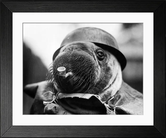 Framed Print : Old Bill at London Zoo. 1925 Framed Print : Old Bill at London Zoo. 1925