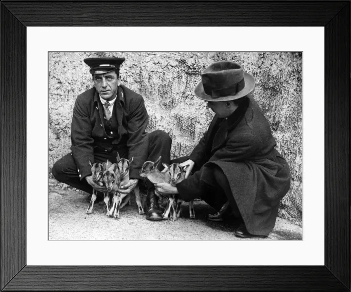 Framed Print : At London Zoo a record number of births for a single enclosure has been achieved Framed Print : At London Zoo a record number of births for a single enclosure has been achieved