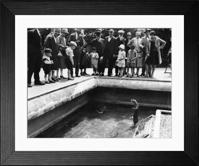 Framed Print : An otter does a little begging in a zoo. 5th July 1928 Framed Print : An otter does a little begging in a zoo. 5th July 1928