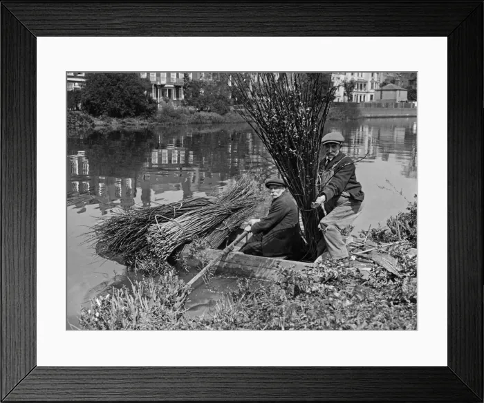 Framed Print : Reed Cutting on the Thames 1st May 1927 Within a stones throw of Chiswick church