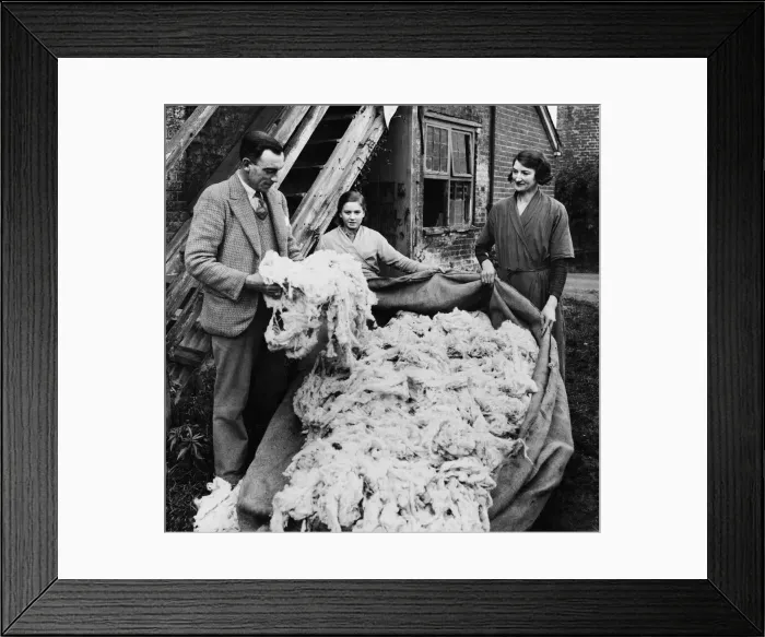 Framed Print : Hampshire wool being treated on arrival at the mill. 28th November 1934 Framed Print : Hampshire wool being treated on arrival at the mill. 28th November 1934