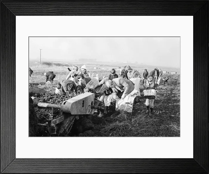Framed Print : Members of the public help to harvest a late season crow of potatoes, Teesside Framed Print : Members of the public help to harvest a late season crow of potatoes, Teesside
