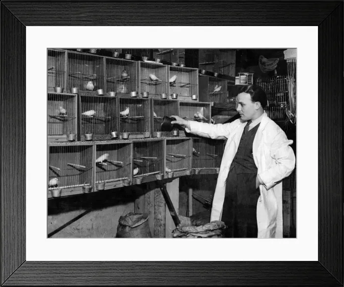 Framed Print : Mr Starling, very properly this owner of a bird shop in Surrey Street Framed Print : Mr Starling, very properly this owner of a bird shop in Surrey Street