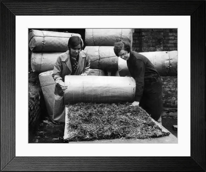 Framed Print : Seaweed used to deaden sound in workshops and public buildings is the latest device to Framed Print : Seaweed used to deaden sound in workshops and public buildings is the latest device to