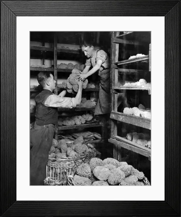 Framed Print : Millions of sponges from the Mediterranean are treated in London, before distribution Framed Print : Millions of sponges from the Mediterranean are treated in London, before distribution