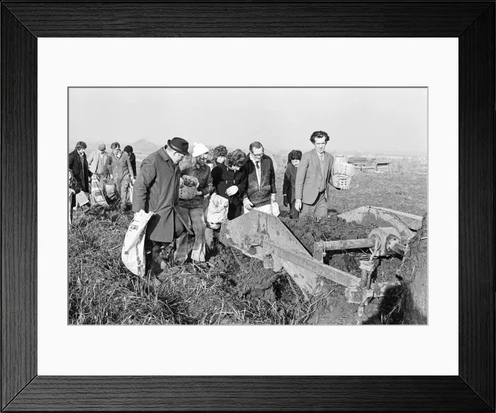 Framed Print : Members of the public help to harvest a late season crow of potatoes, Teesside Framed Print : Members of the public help to harvest a late season crow of potatoes, Teesside